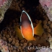 anemonefish_fiji_et_beqa_h_0017_fij0350.jpg